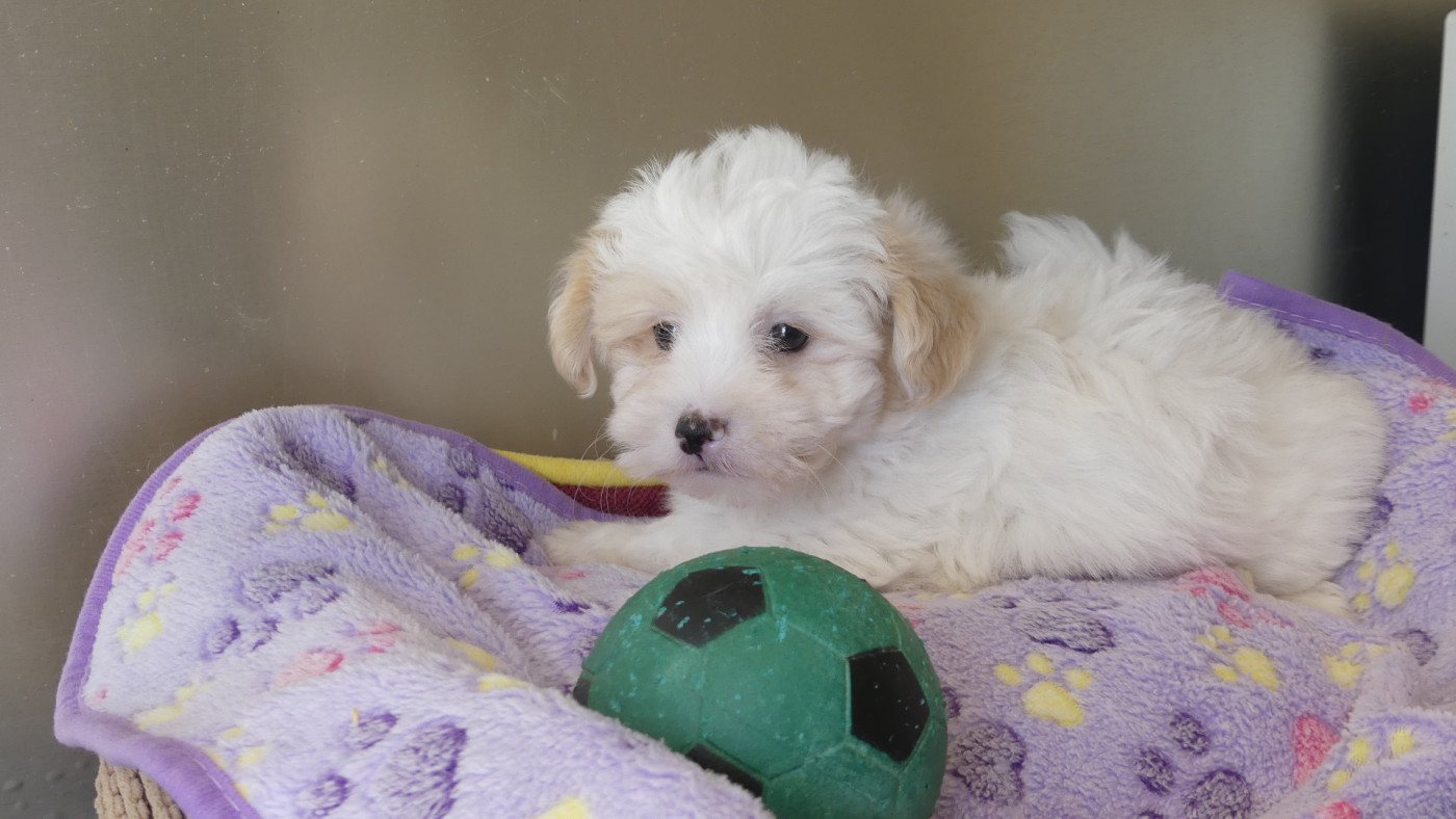 Chiot N°1 - Coton de Tulear
