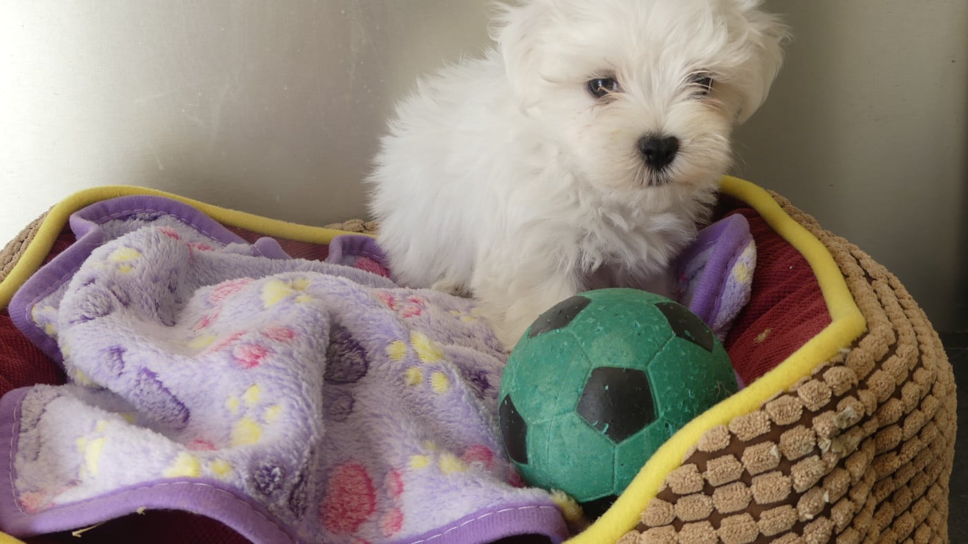 Chiot N°1 - Bichon maltais