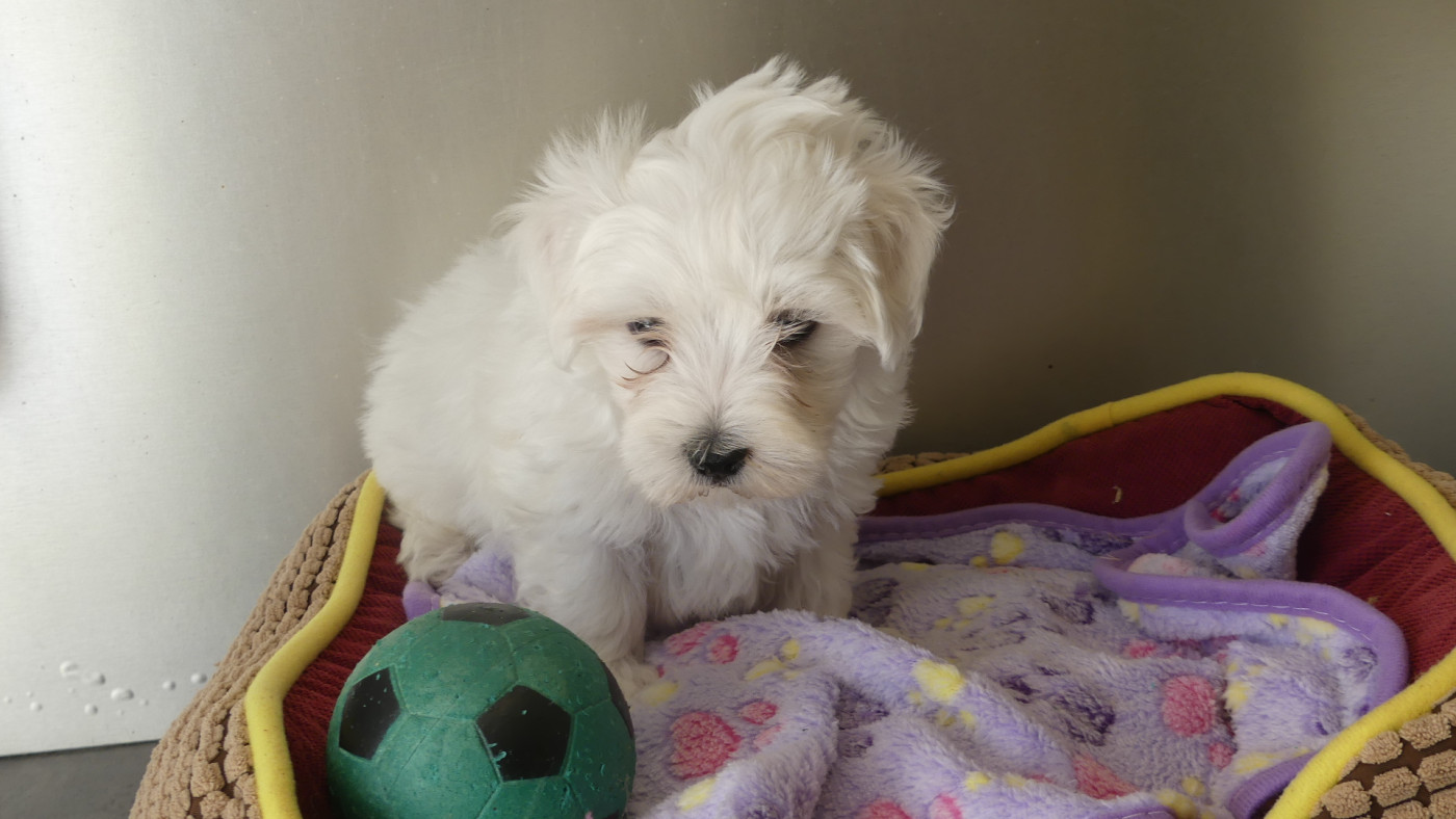 Chiot N°2 - Bichon maltais