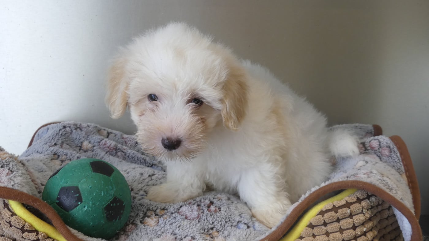 Chiot N°1 - Coton de Tulear
