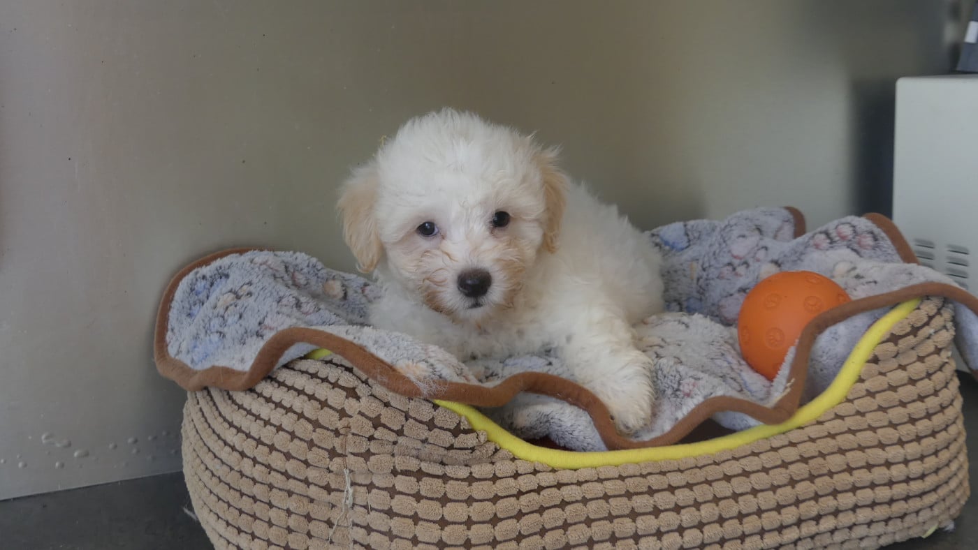 Chiot N°3 - Coton de Tulear