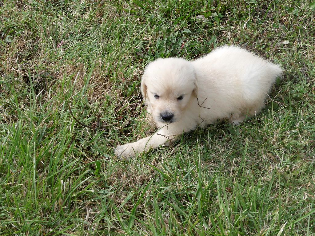 CHIOT - Golden Retriever