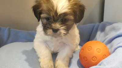 Les chiots de Lhassa Apso