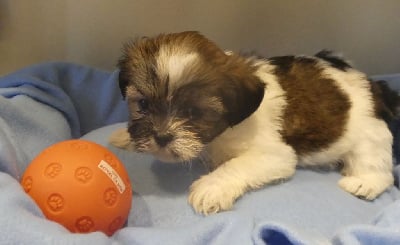 Les chiots de Lhassa Apso