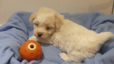 Les chiots de Coton de Tulear