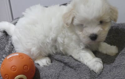 Les chiots de Coton de Tulear