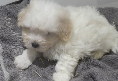 Les chiots de Coton de Tulear
