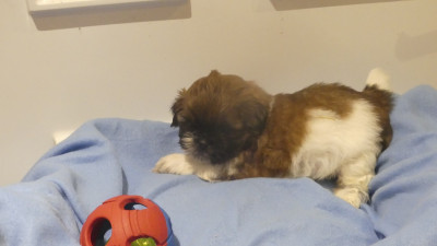 Les chiots de Shih Tzu