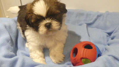 Les chiots de Shih Tzu