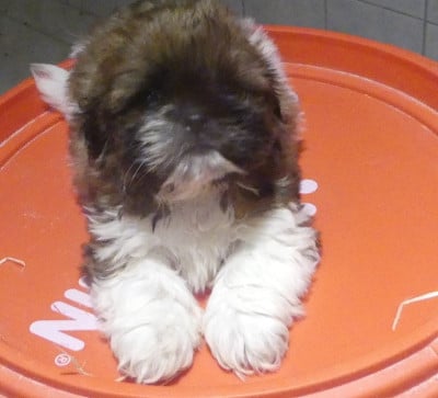 Les chiots de Shih Tzu