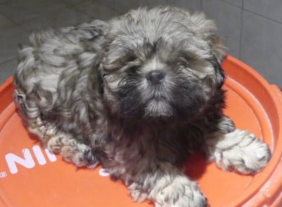 Les chiots de Lhassa Apso