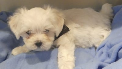 Les chiots de Bichon maltais