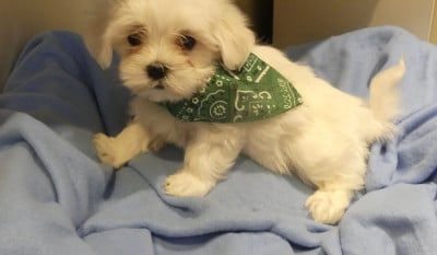 Les chiots de Bichon maltais