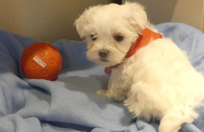 Les chiots de Bichon maltais