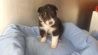 Les chiots de Berger Australien