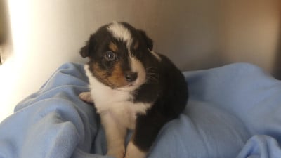 Les chiots de Berger Australien