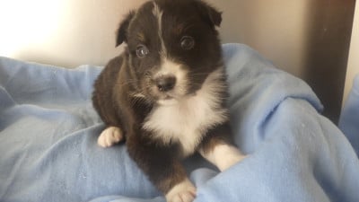 Les chiots de Berger Australien