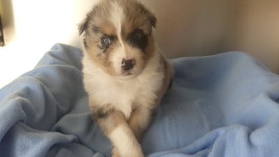 Les chiots de Berger Australien