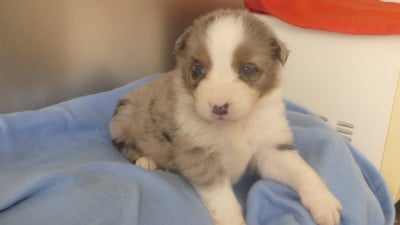 Les chiots de Berger Australien