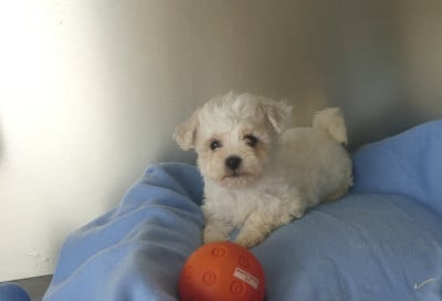 CHIOT 1 - Bichon Frise