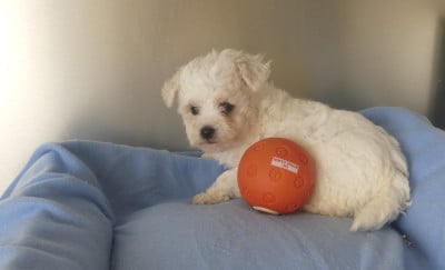 CHIOT 4 - Bichon Frise