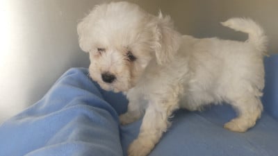 CHIOT 5 - Bichon Frise