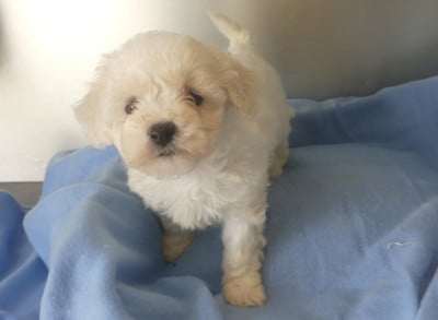 CHIOT 6 - Bichon Frise