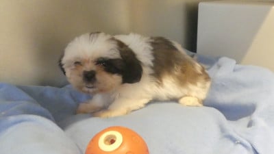 Les chiots de Shih Tzu