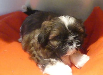 Les chiots de Shih Tzu