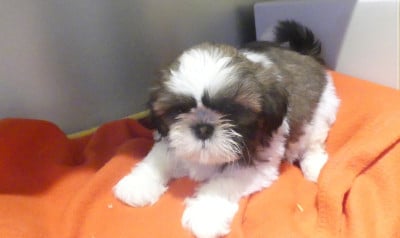 Les chiots de Shih Tzu