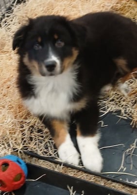 Les chiots de Berger Australien