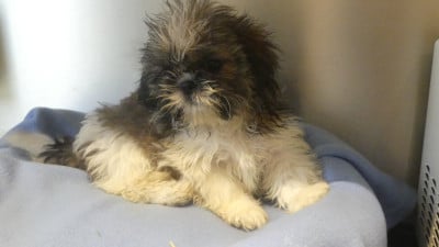 Les chiots de Shih Tzu