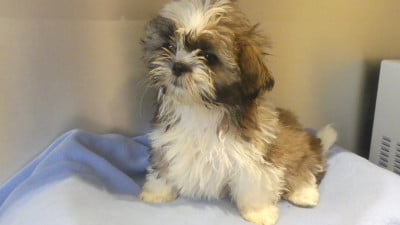 Les chiots de Shih Tzu