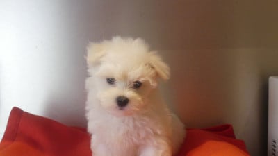 Les chiots de Bichon maltais