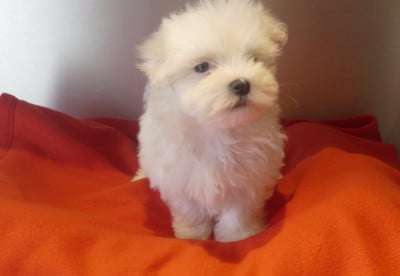Les chiots de Bichon maltais