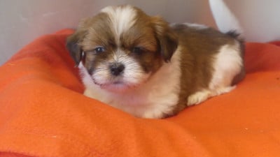 Les chiots de Lhassa Apso