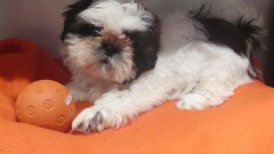Les chiots de Shih Tzu