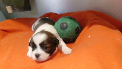 Les chiots de Lhassa Apso