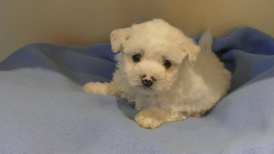Les chiots de Bichon Frise