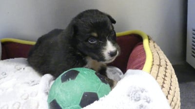 Les chiots de Berger Australien