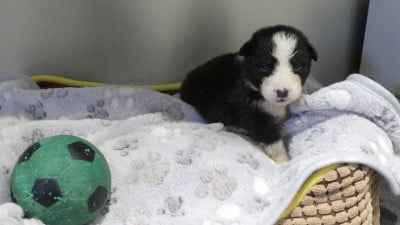 Les chiots de Berger Australien