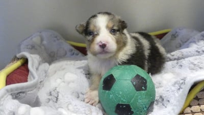 Les chiots de Berger Australien