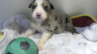 Les chiots de Berger Australien