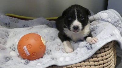 Les chiots de Berger Australien