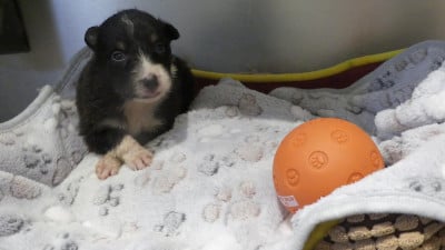 Les chiots de Berger Australien