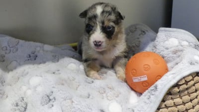 Les chiots de Berger Australien