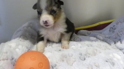 Les chiots de Berger Australien