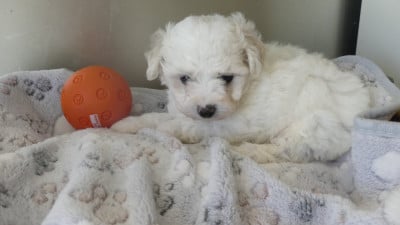 Les chiots de Bichon Frise
