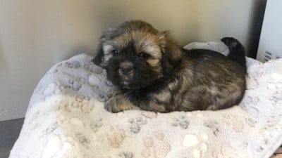 Les chiots de Lhassa Apso
