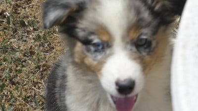 Les chiots de Berger Australien